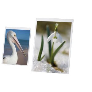 Portadepliant A4 - PVC semirigido - Lebez - immagine 1