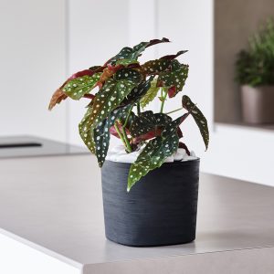Vaso quadrato Capri - 13 L - sabbia - TeraPlast - immagine 2
