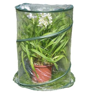 Serra Pop-up Anthurium - 70 x 100 cm - trasparente - Verdemax - immagine 1